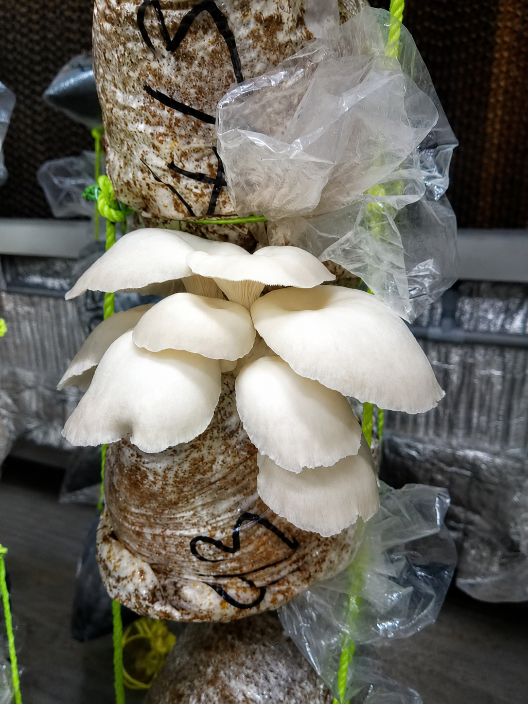 Mushroom Farm